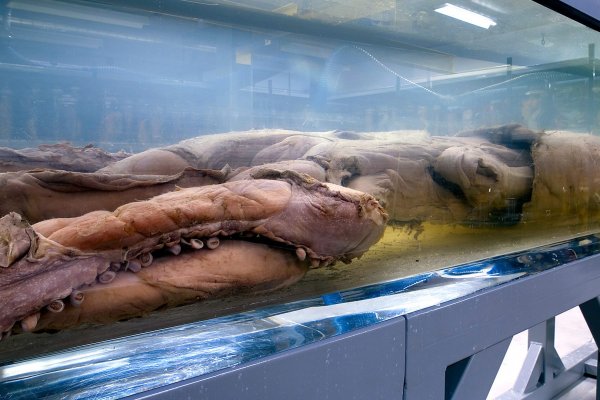 Кракен онион сайт io